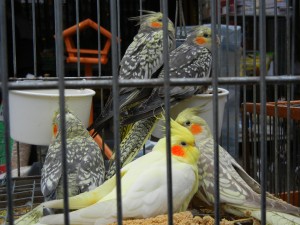 Sunday Bird Market in Paris