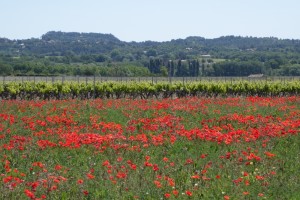 Provence poppy fields