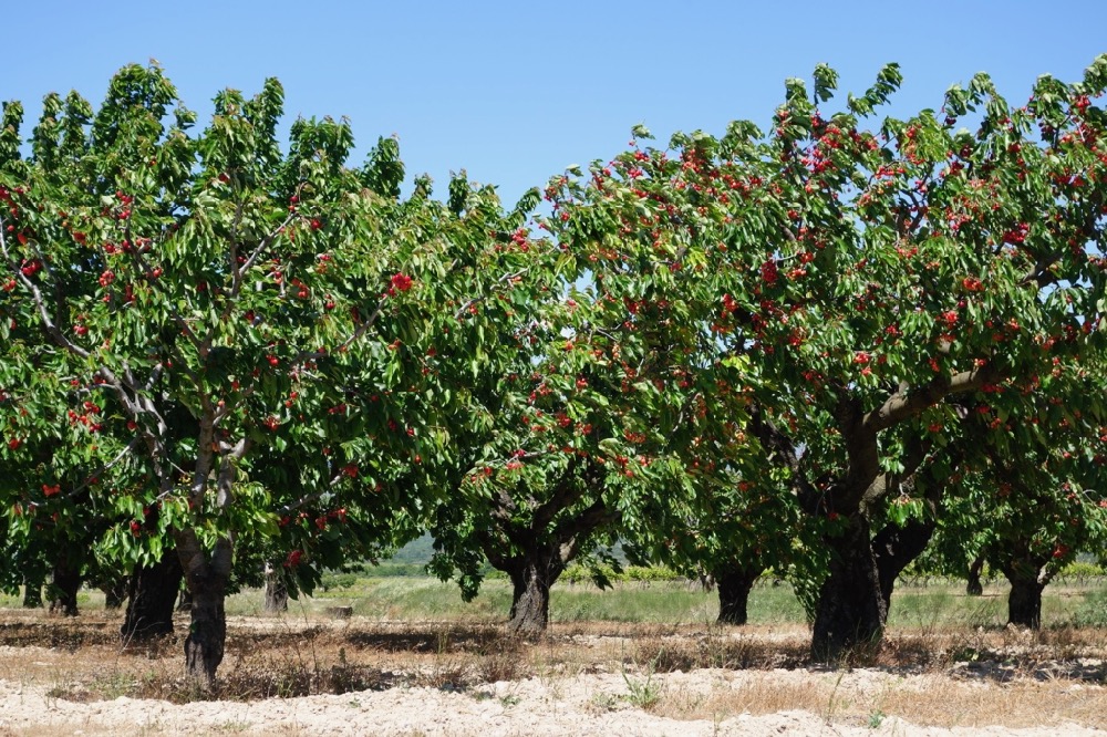 cherry trees Provence