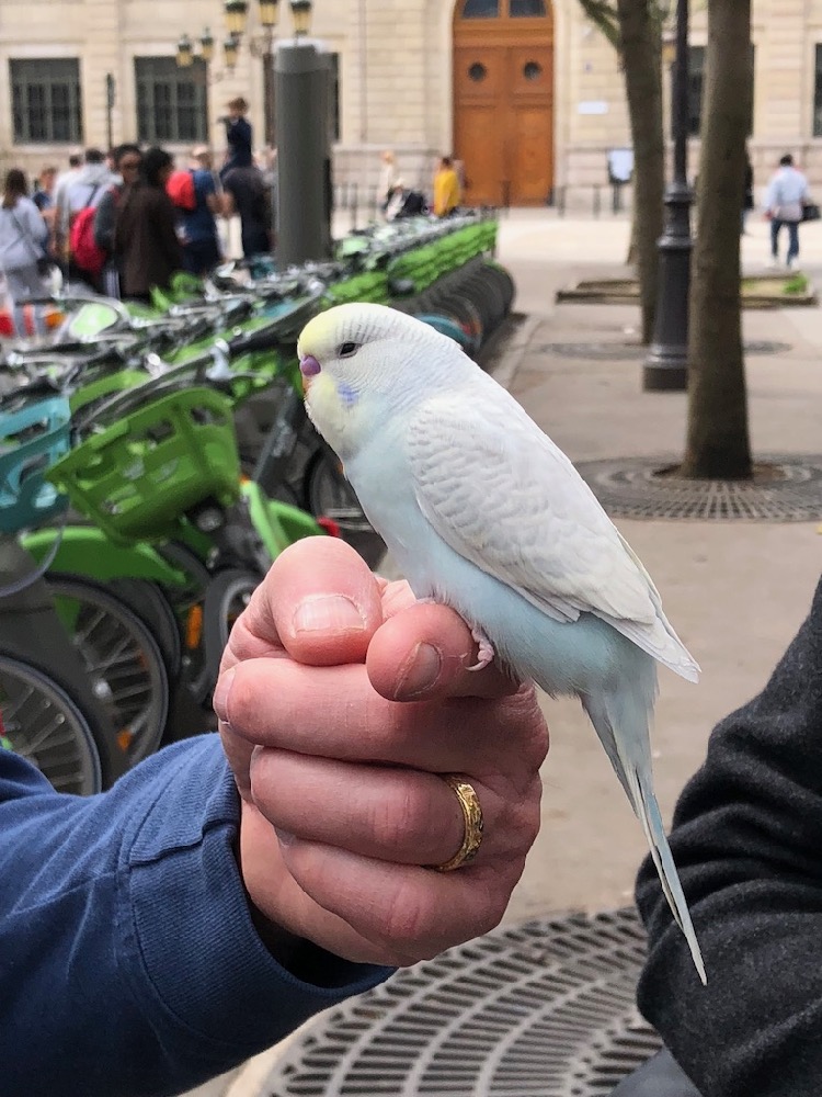 bird market Paris