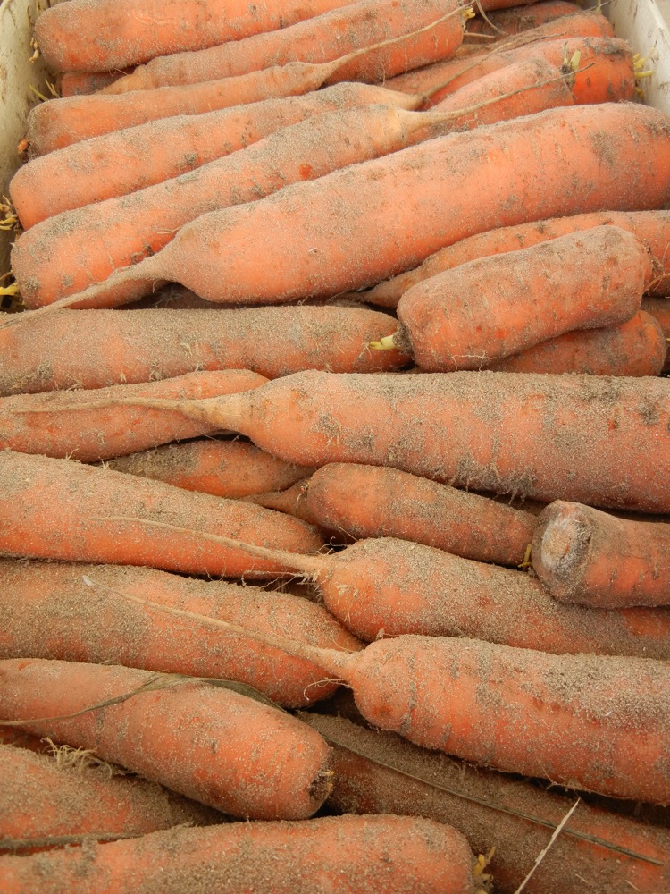 Monge market carrots