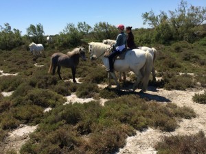riding horses in Camargue