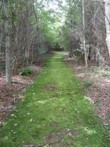 Cranberry moss trail