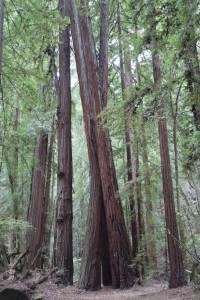 Armstrong Redwoods Park