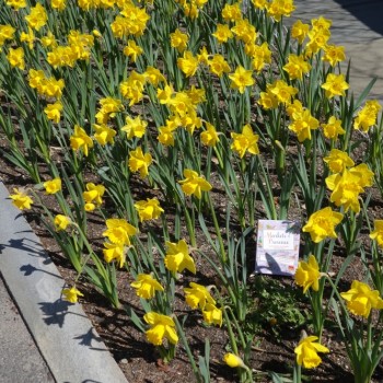 book among daffodils
