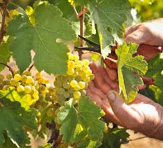 alt-grape-harvest