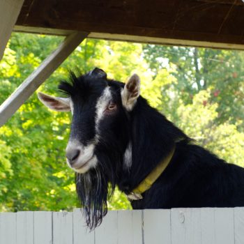 goat Vermont