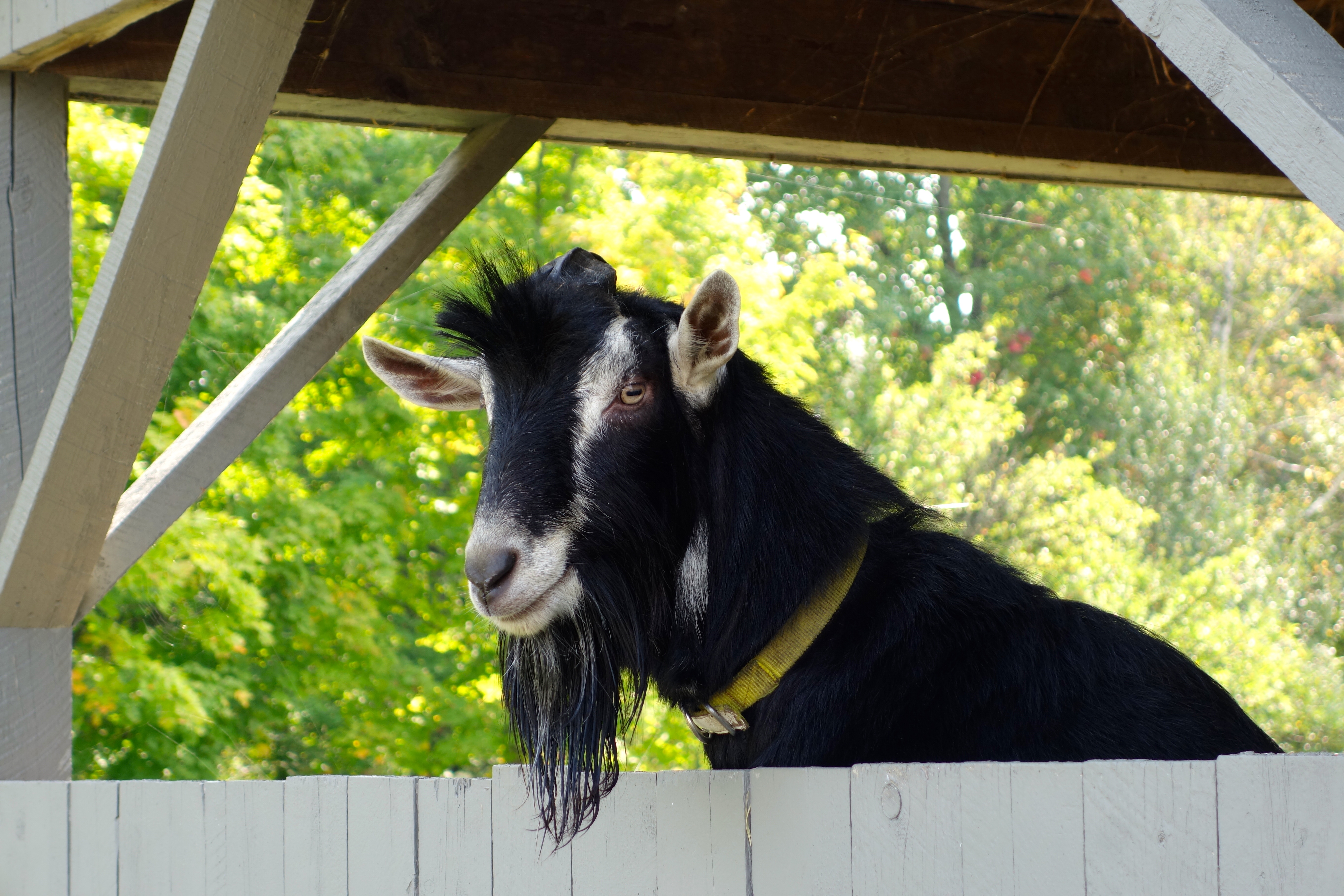 goat Vermont