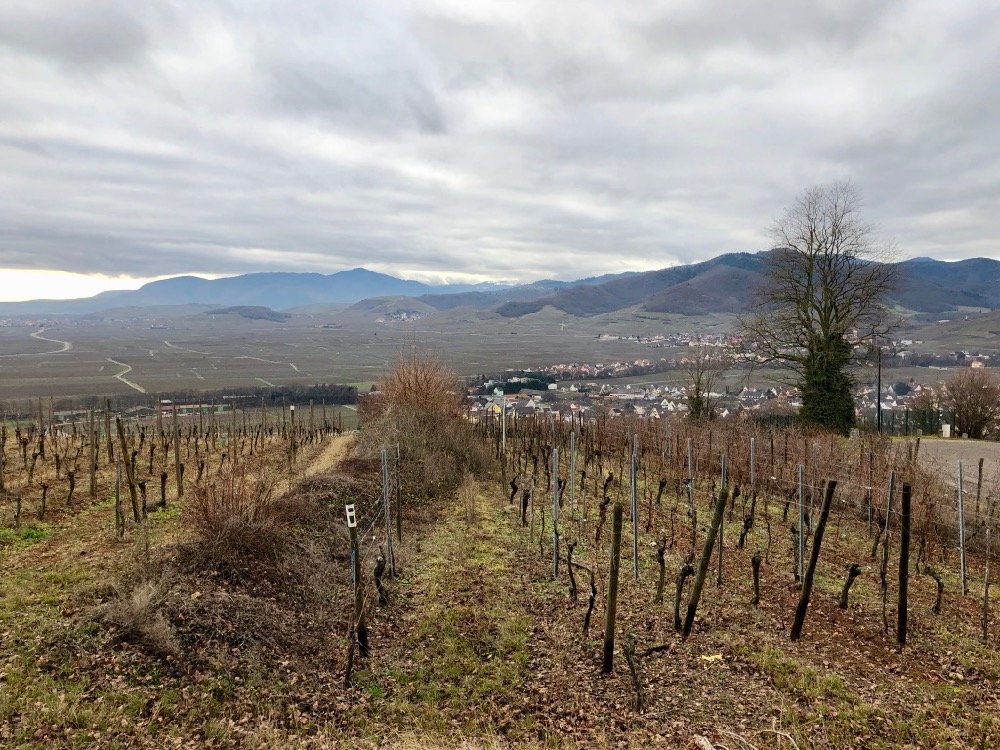 wine route Alsace