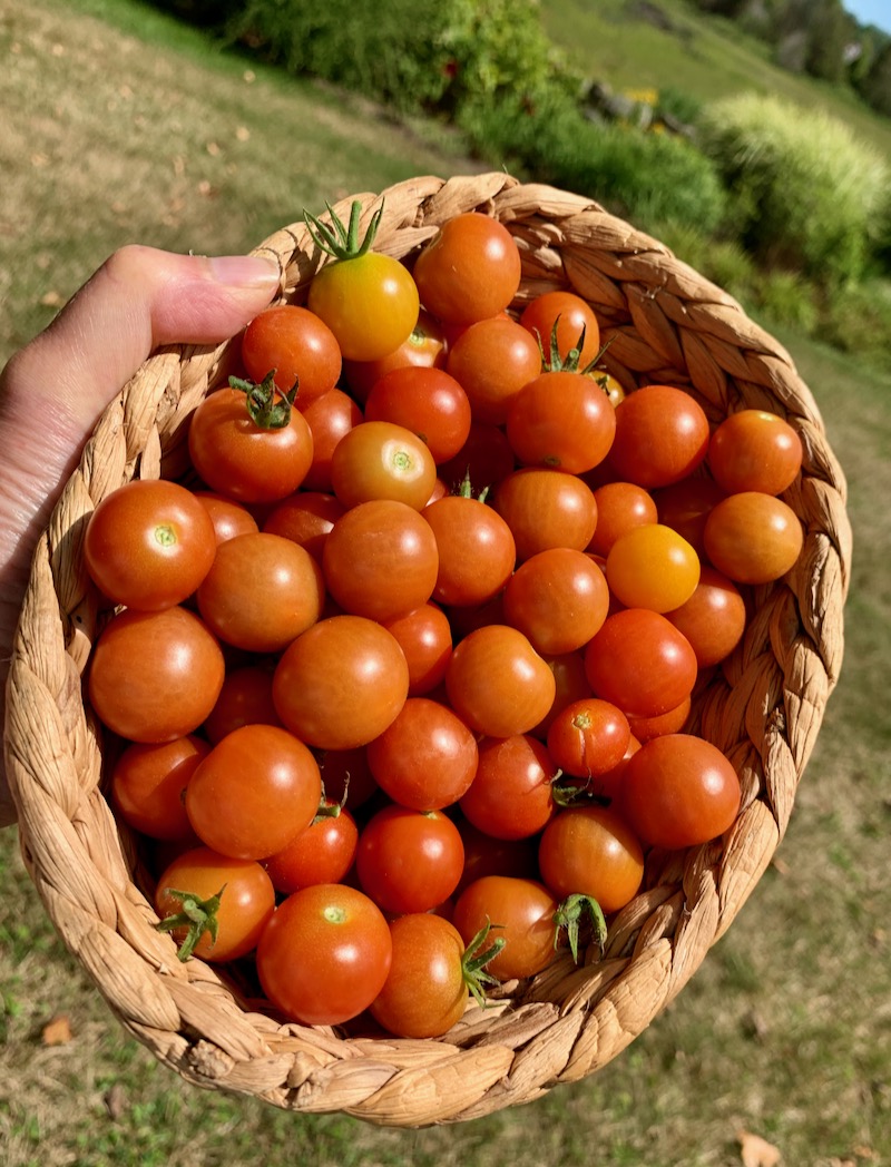 tomatoes from vegetable garden